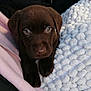 puppy, dog, chocolate_labrador, brown_fur, pet, cute, animal, cozy, blanket, soft_texture, closeup, indoors, resting, paw, fur, young, snuggle, comfort, relax, domestic_animal