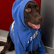 Tao a rejoint le concours — aidez-le/la à gagner de superbes lots ! animal, blue_hoodie, brown_dog, casual, clothing, cute, dishwasher, dog, domestic, happy, hoodie, indoor, kitchen, looking_away, pet, playful, red_cabinets, sitting, tile_floor, tongue_out