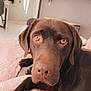 animal, blanket, brown_fur, canine, chocolate_labrador, close_up, companion, cozy, cute, dog, domestic_animal, indoor, labrador_retriever, living_room, looking_at_camera, pet, portrait, relaxed, resting, soft_texture