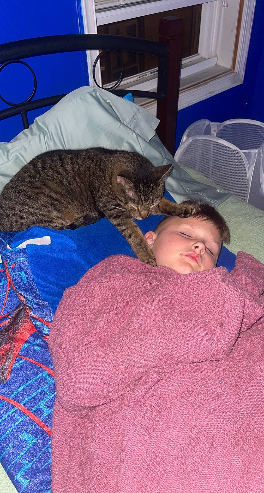 Gage joined the competition — help win amazing prizes! carnivore, cat, chair, child, comfort, domestic_short_haired_cat, electric_blue, felidae, fur, lap, linens, mammal, nap, pattern, person, room, sitting, sleep, small_to_medium_sized_cats, textile