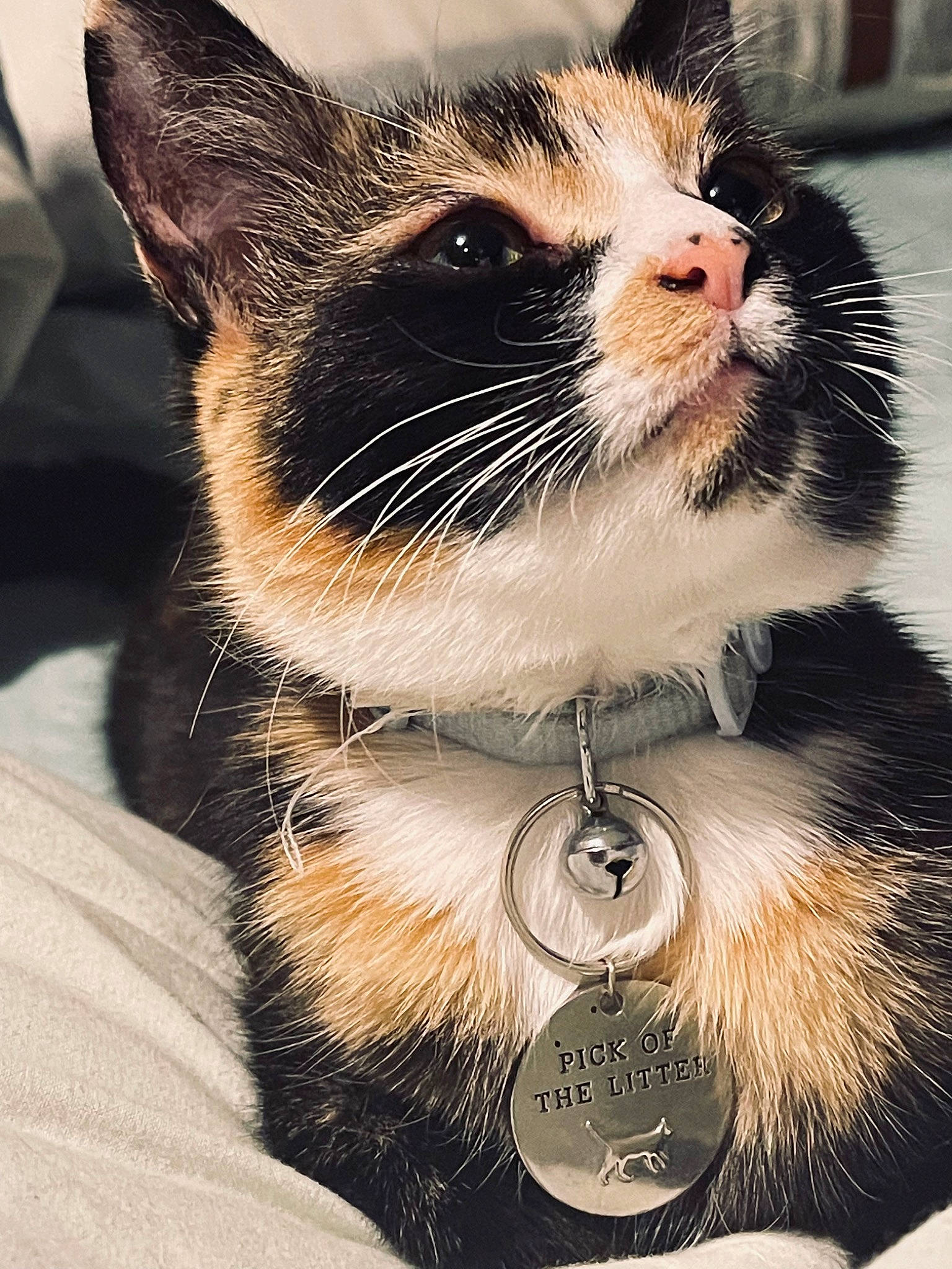 Biscuit is registered to the contest to win money with this photo: carnivore, cat, claw, collar, domestic_short_haired_cat, fawn, felidae, fur, paw, small_to_medium_sized_cats, snout, tail, terrestrial_animal, whiskers, wildlife