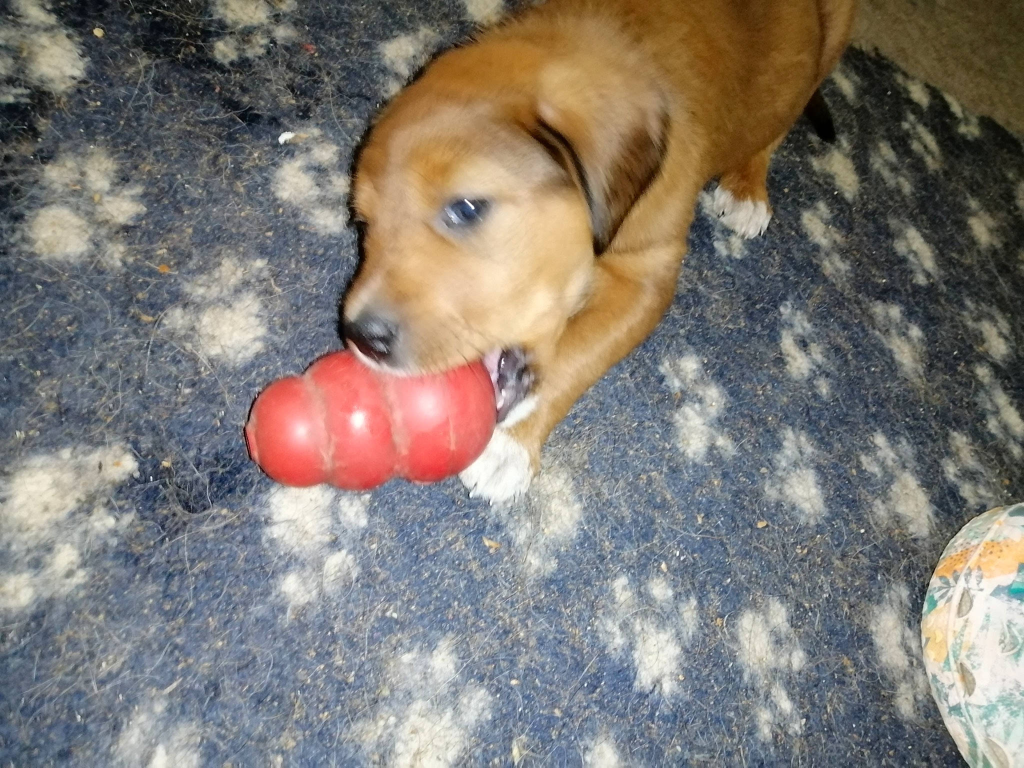 Les Titous a rejoint le concours — aidez-le/la à gagner de superbes lots ! ball, canidae, carnivore, companion_dog, dog, dog_breed, dog_supply, dog_toy, fawn, flooring, hardwood, kong, paw, pet_supply, snout, sporting_group, tail, toy, wood, working_animal