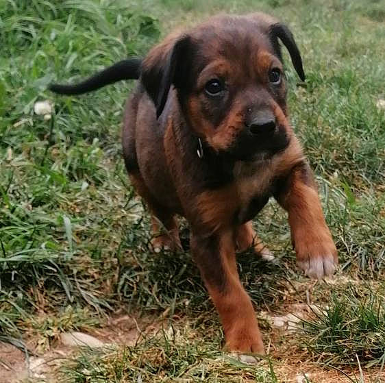 Les Titous participe au concours pour gagner de l'argent avec cette photo : canidae, carnivore, companion_dog, dog, dog_breed, fawn, grass, guard_dog, hound, hunting_dog, liver, plant, puppy, soil, sporting_group, terrestrial_animal, whiskers, working_animal, working_dog