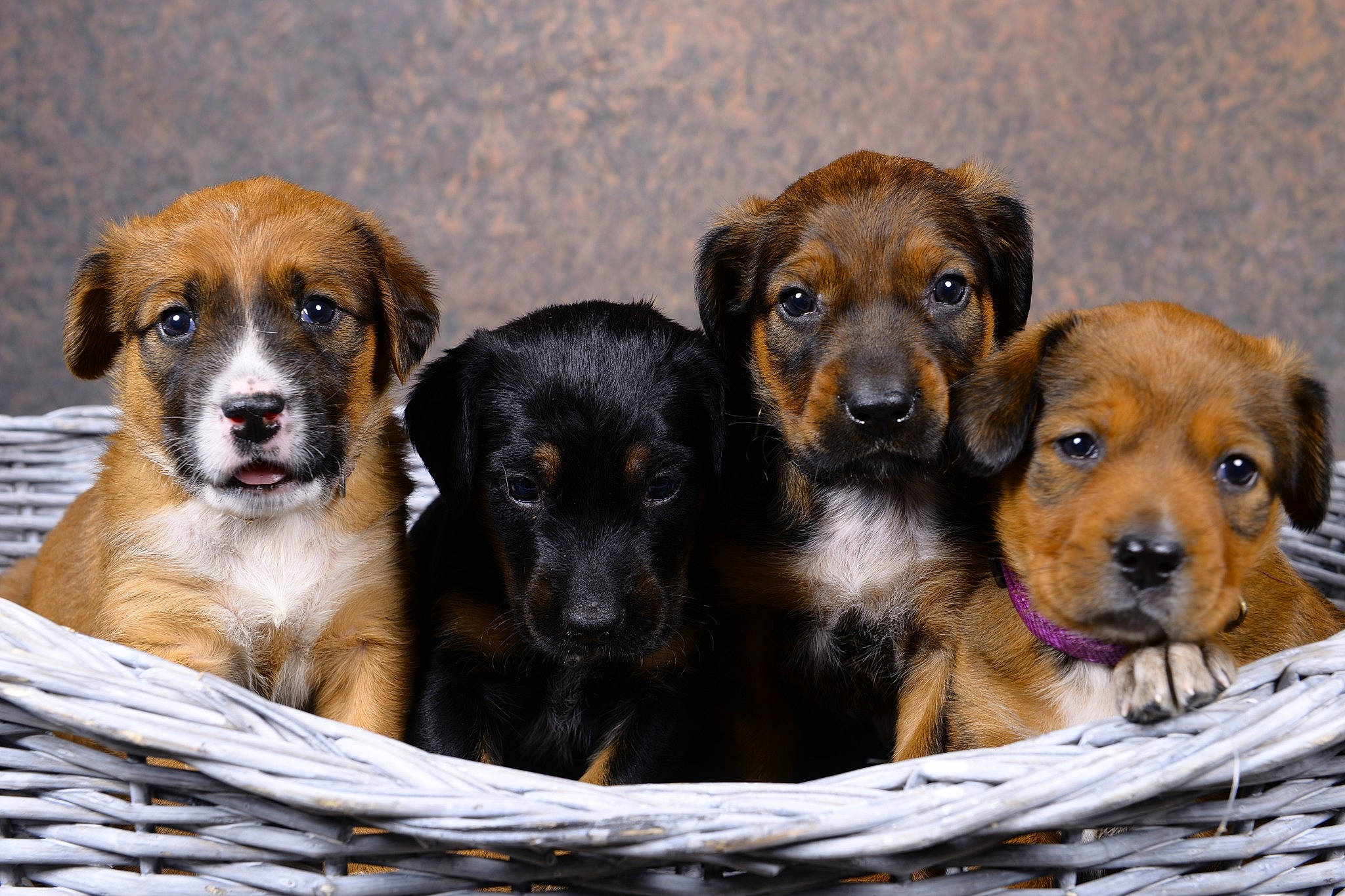 Les Titous participe au concours pour gagner de l'argent avec cette photo : ancient_dog_breeds, bored, canidae, carnivore, companion_dog, dog, dog_breed, fur, guard_dog, hound, hunting_dog, liver, puppy, sharing, snout, sporting_group, terrestrial_animal, working_animal, working_dog