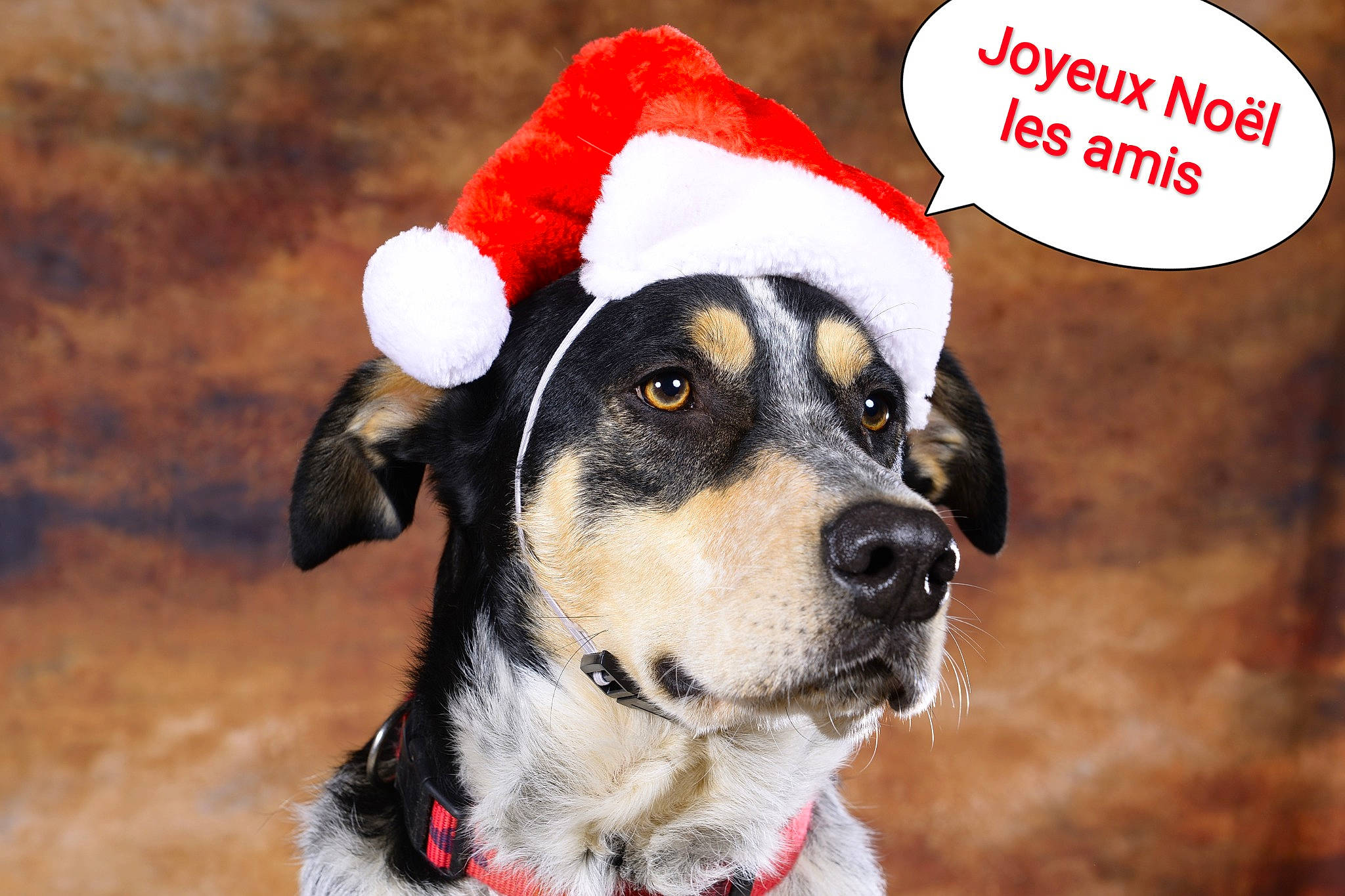 Odin participe au concours pour gagner de l'argent avec cette photo : canidae, carnivore, dog, dog_breed, mammal, snout, vertebrate