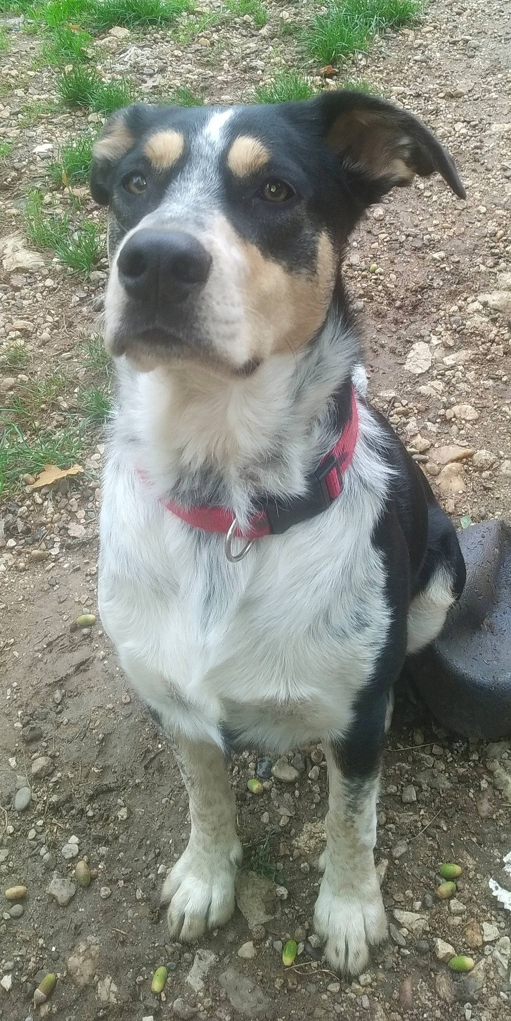 Odin participe au concours pour gagner de l'argent avec cette photo : canidae, carnivore, chilean_fox_terrier, companion_dog, corgi_chihuahua, danish_swedish_farmdog, dog, dog_breed, feist, mammal, miniature_fox_terrier, rare_breed_dog, rat_terrier, ratonero_bodeguero_andaluz, snout, teddy_roosevelt_terrier, texas_heeler, vertebrate