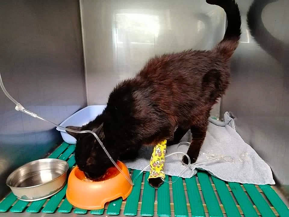 Garou a rejoint le concours — aidez-le/la à gagner de superbes lots ! animal_feed, carnivore, cat, cat_supply, claw, collar, companion_dog, dog_breed, domestic_short_haired_cat, felidae, fur, liver, pet_food, pet_supply, plumbing_fixture, small_to_medium_sized_cats, sporting_group, tail, terrestrial_animal, whiskers