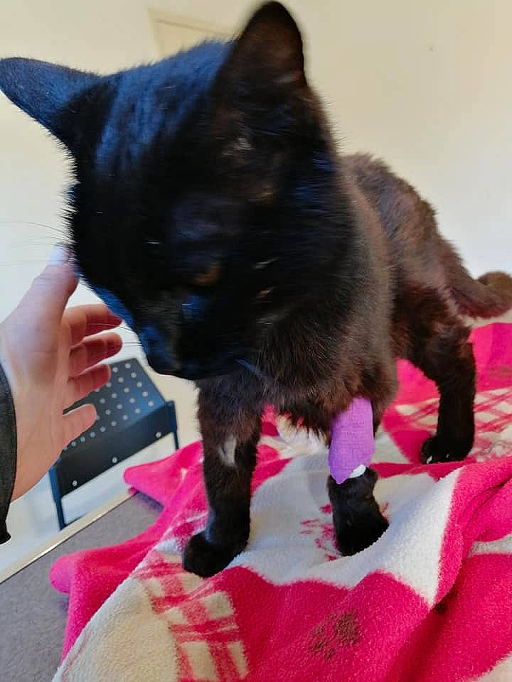 Garou a rejoint le concours — aidez-le/la à gagner de superbes lots ! black_cat, bombay, carnivore, cat, claw, comfort, dog_breed, domestic_short_haired_cat, felidae, foot, fur, gesture, human_leg, lap, leg, paw, small_to_medium_sized_cats, snout, tail, whiskers