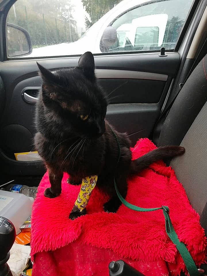 Garou a rejoint le concours — aidez-le/la à gagner de superbes lots ! auto_part, automotive_exterior, automotive_tire, bombay, car, car_seat, car_seat_cover, carnivore, cat, comfort, felidae, lap, motor_vehicle, plant, small_to_medium_sized_cats, steering_wheel, tail, vehicle, vehicle_door, whiskers