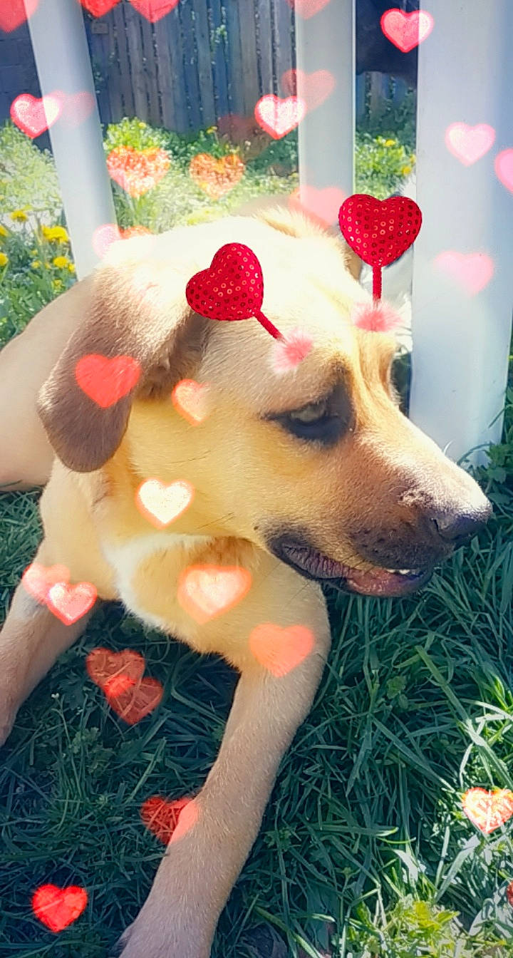 Perle a rejoint le concours — aidez-le/la à gagner de superbes lots ! canidae, carnivore, companion_dog, dog, dog_breed, ear, fawn, grass, pink, plant, puppy