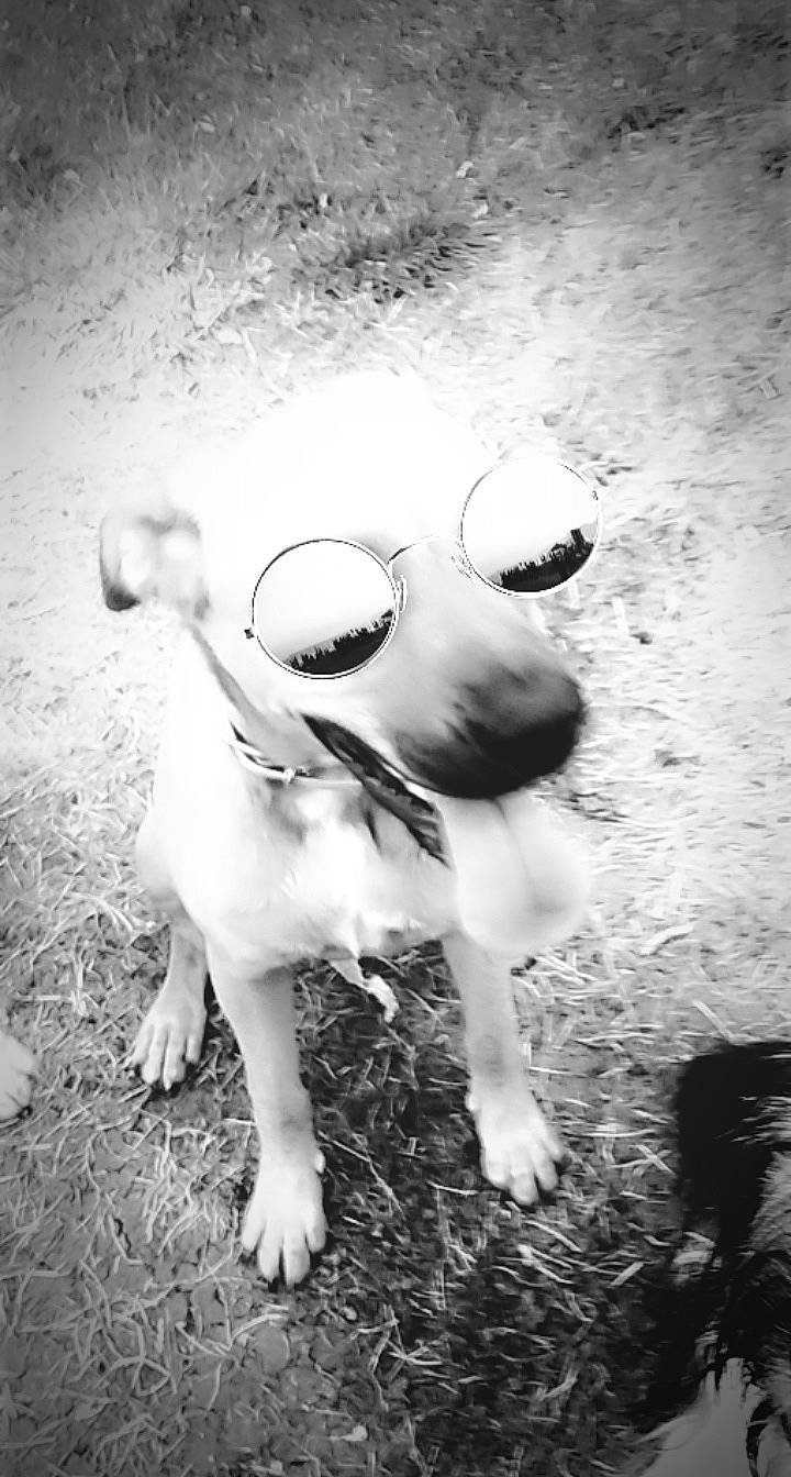 Perle participe au concours pour gagner de l'argent avec cette photo : black_and_white, canidae, carnivore, dog, dog_breed, monochrome, monochrome_photography, photograph, style