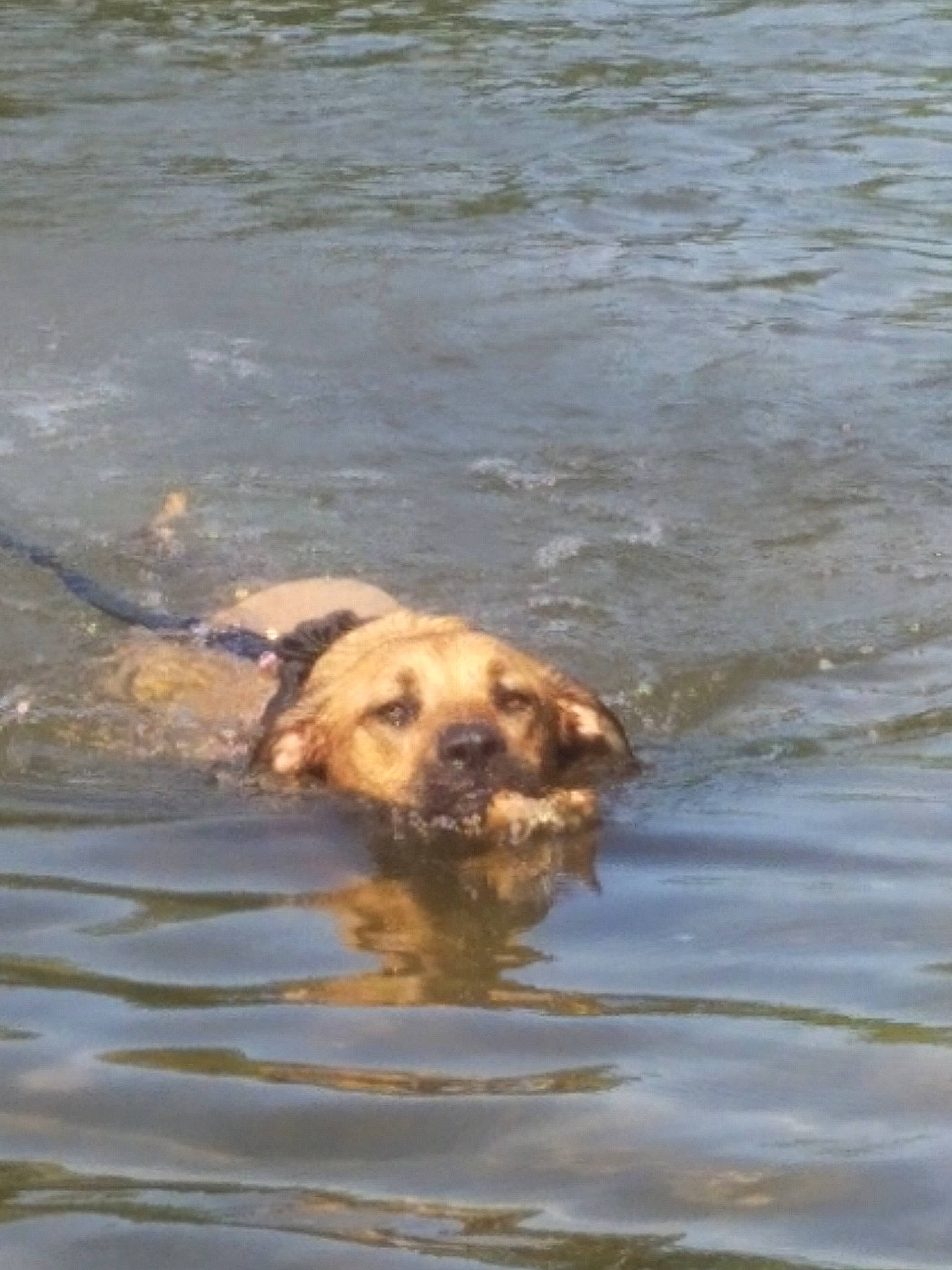 Perle participe au concours pour gagner de l'argent avec cette photo : broholmer, canidae, carnivore, dog, dog_breed, fawn, retriever, sporting_group, water