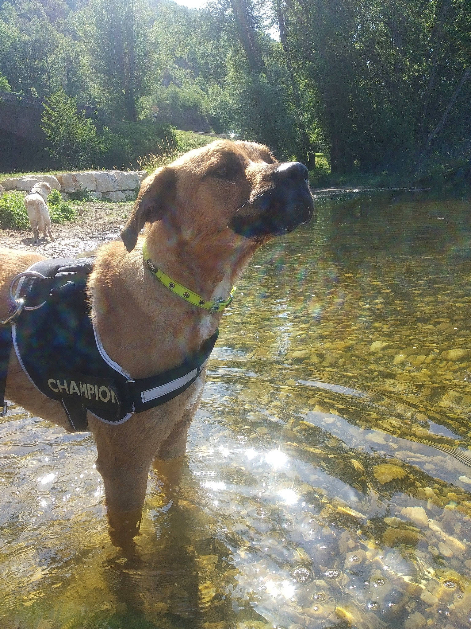 Perle participe au concours pour gagner de l'argent avec cette photo : boerboel, bullmastiff, canidae, carnivore, dog, dog_breed, fawn, fila_brasileiro, mammal, sporting_group, tosa, vertebrate