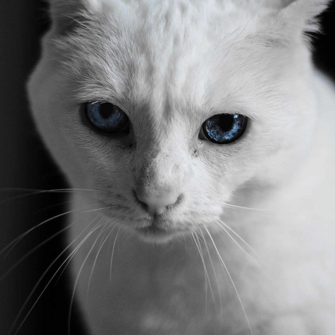 Caline a rejoint le concours — aidez-le/la à gagner de superbes lots ! abyssinian, angora, animal, cat, kitten, manx, pet, siamese