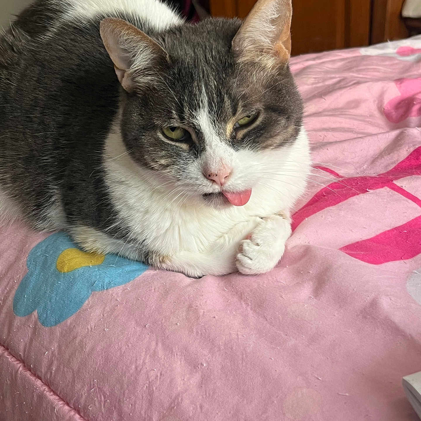 Bunny Rabbit is registered to the contest to win money with this photo: animal, bed, cat, cozy, cute, domestic, feline, flower_pattern, fur, gray, indoor, mischievous, pet, pink, playful, relaxed, resting, tongue_out, whiskers, white