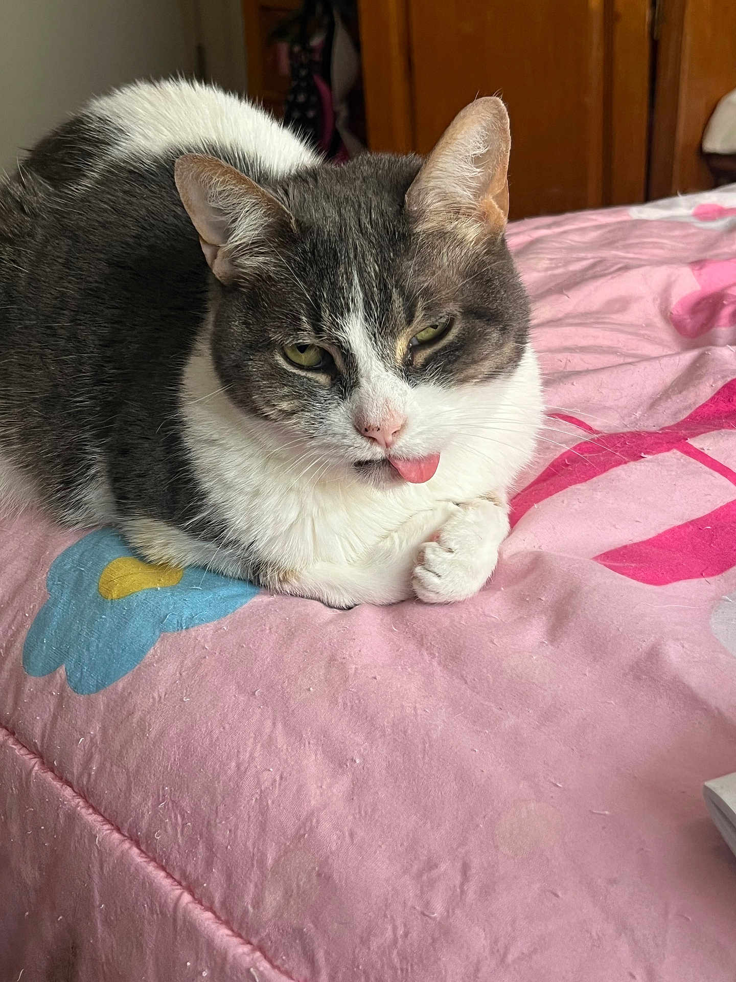 Bunny Rabbit is registered to the contest to win money with this photo: cat, tongue_out, bed, pink, flower_pattern, gray, white, feline, indoor, cozy, pet, cute, animal, resting, fur, whiskers, relaxed, playful, domestic, mischievous