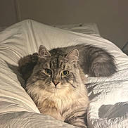 Winter is registered to the contest to win money with this photo: animal, bed, cat, cozy, cute, domestic_cat, ears, fluffy, fur, indoor, looking_at_camera, mammal, pet, portrait, relaxed, resting, soft_light, tail, whiskers, white_bedspread