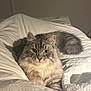animal, bed, cat, cozy, cute, domestic_cat, ears, fluffy, fur, indoor, looking_at_camera, mammal, pet, portrait, relaxed, resting, soft_light, tail, whiskers, white_bedspread