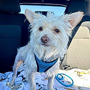 Lucky joined the competition — help win amazing prizes! dog, white_dog, small_dog, pet, car_interior, blanket, blue_harness, ears, fur, leash, sunlight, window, seat, cute, animal, canine, alert, standing, companion, indoors