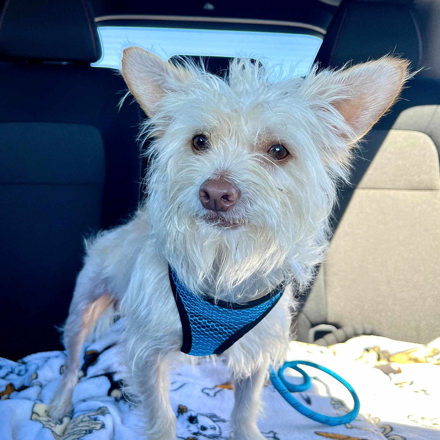 Lucky joined the competition — help win amazing prizes! dog, white_dog, small_dog, pet, car_interior, blanket, blue_harness, ears, fur, leash, sunlight, window, seat, cute, animal, canine, alert, standing, companion, indoors
