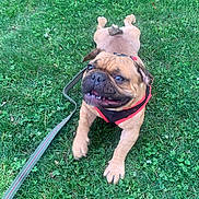 Monkey joined the competition — help win amazing prizes! animal, canine, companion, cute, dog, friendly, grass, green, happy, harness, leash, lying_down, mammal, nature, outdoor, pet, playful, pug, summer, tongue_out
