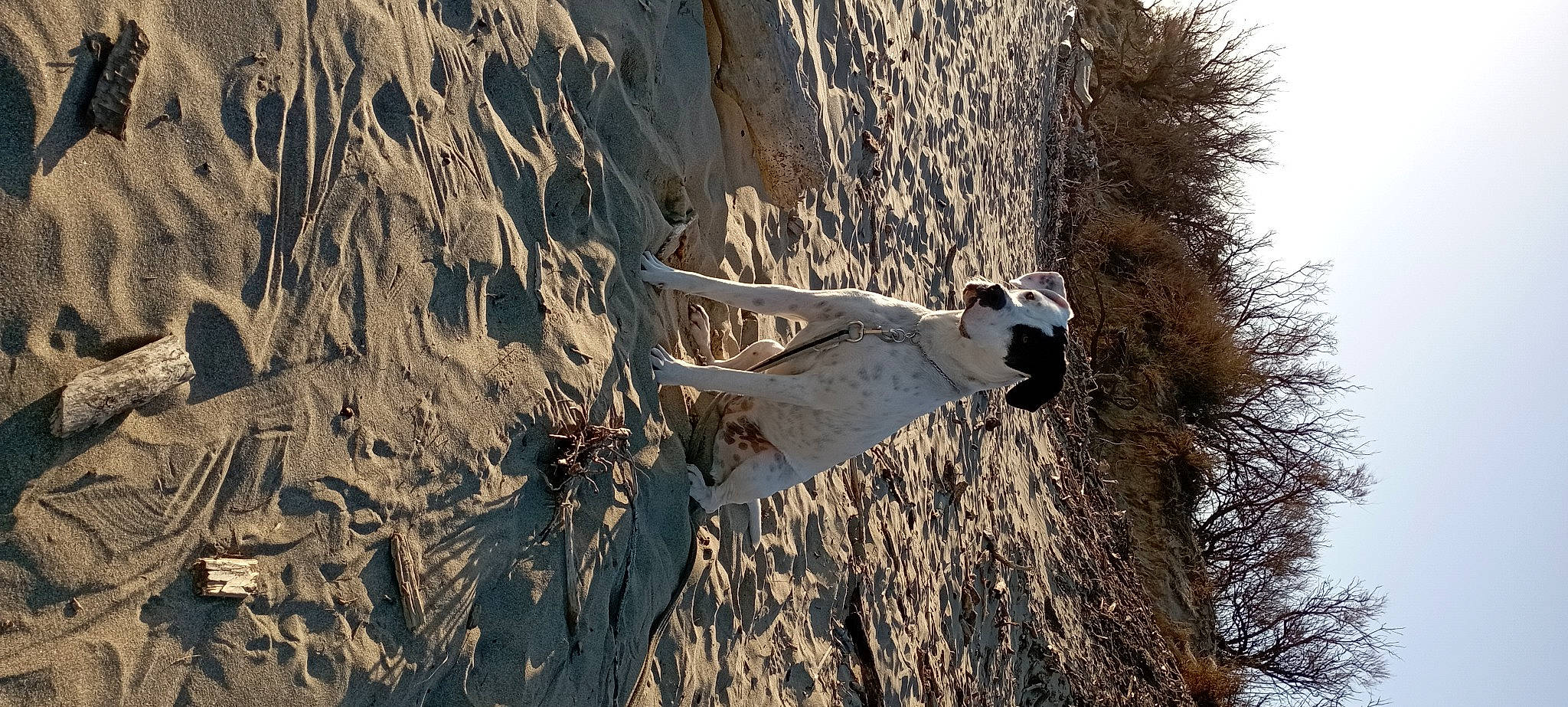 Tiga participe au concours pour gagner de l'argent avec cette photo : branch, driftwood, freezing, grass, landscape, plant, plant_stem, recreation, rock, sky, slope, snow, soil, tree, trunk, twig, winter, wood