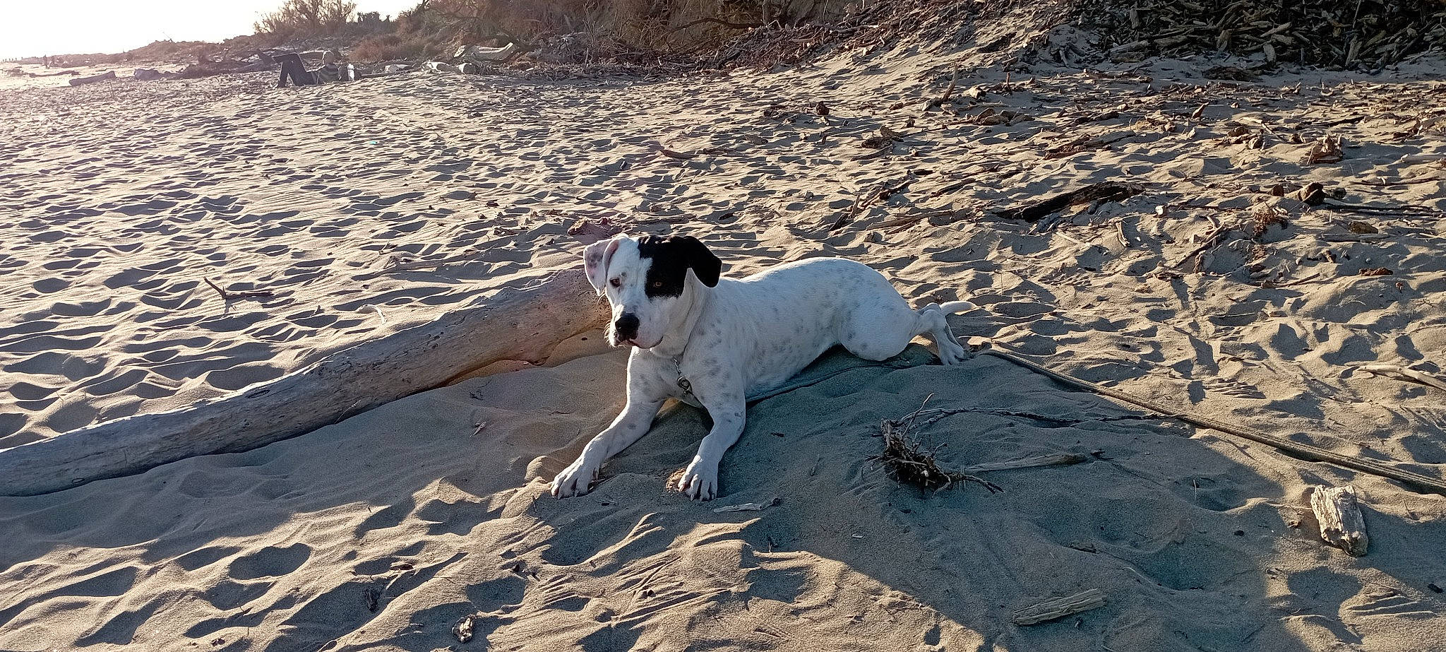 Tiga participe au concours pour gagner de l'argent avec cette photo : beach, canidae, carnivore, collar, companion_dog, dog, dog_breed, fawn, fun, landscape, non_sporting_group, ocean, sand, sea, shadow, soil, sporting_group, water, wave, wind_wave