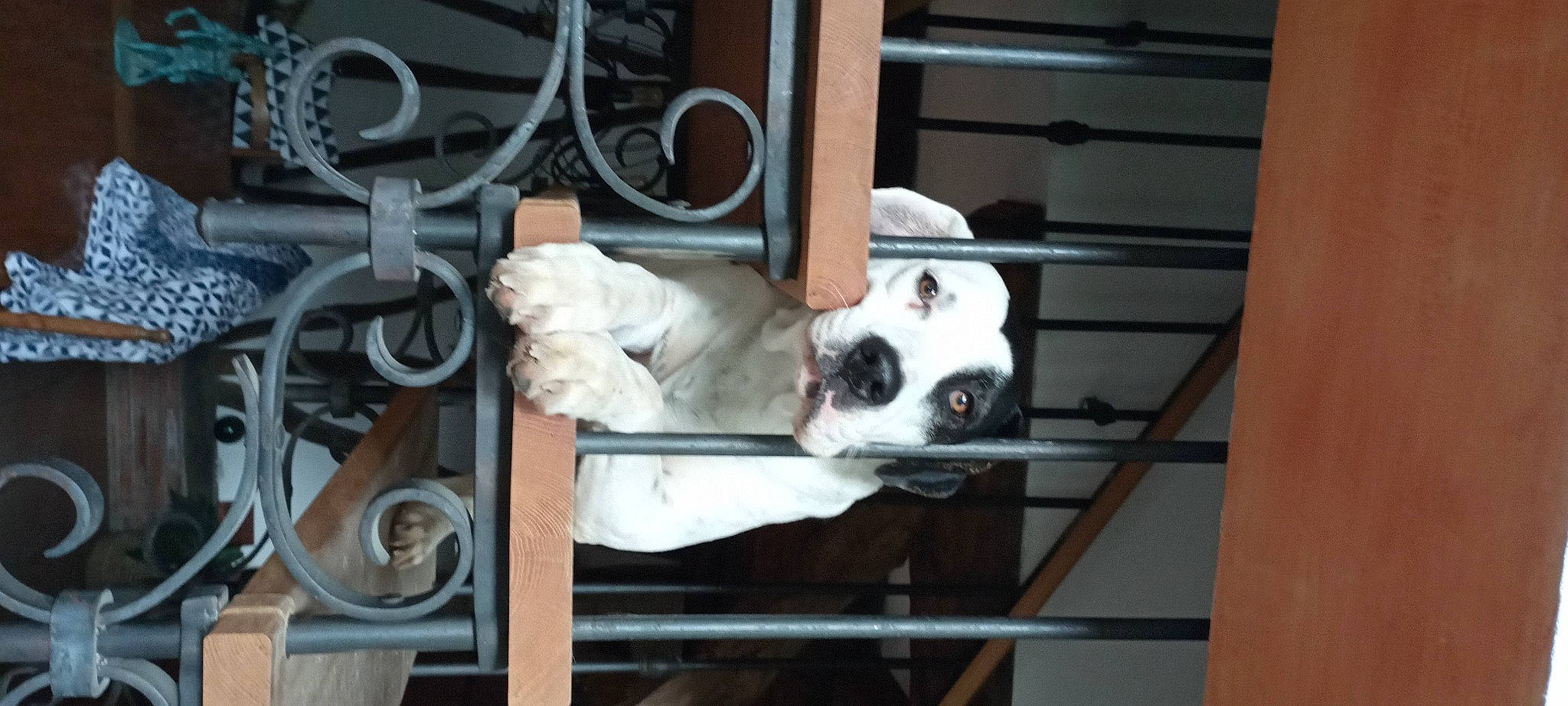 Tiga a rejoint le concours — aidez-le/la à gagner de superbes lots ! art, building, canidae, carnivore, companion_dog, dog, dog_breed, door, fawn, gas, machine, metal, non_sporting_group, room, snout, sporting_group, wood, working_animal