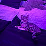 Mars joined the competition — help win amazing prizes! animal, blanket, cat, collar, cozy, cute, fur, indoor, kitten, pet, pillow, plush, purple_light, relaxed, resting, soft, striped, tabby, tail, whiskers