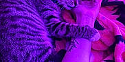 Mars is registered to the contest to win money with this photo: animal, arm, blanket, cat, claw, cozy, hand, hugging, indoor, nail_polish, pet, purple_light, relaxation, rest, sleeping, soft_texture, striped_fur, tabby_cat, tattoo, whiskers