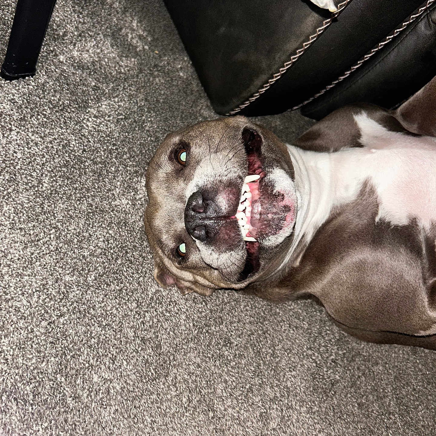 Mela