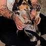Nala participe au concours pour gagner de l'argent avec cette photo : animal, black_pants, bracelet, calm, cozy, cute, dog, floor, hands, human, indoor, paws, person, pet, puppy, relaxed, sitting, tattoos, white_shirt, young_dog