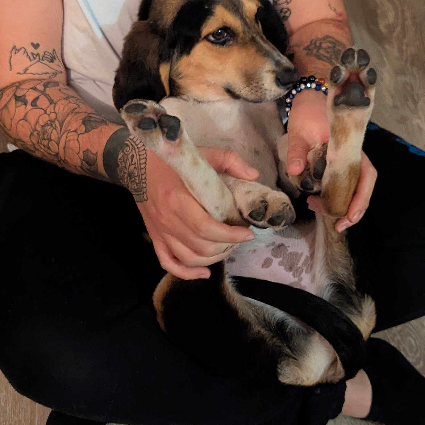 Nala participe au concours pour gagner de l'argent avec cette photo : animal, black_pants, bracelet, calm, cozy, cute, dog, floor, hands, human, indoor, paws, person, pet, puppy, relaxed, sitting, tattoos, white_shirt, young_dog
