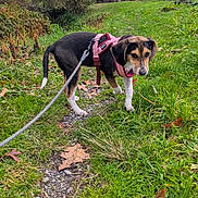 Nala a rejoint le concours — aidez-le/la à gagner de superbes lots ! animal, autumn, canine, curious, dog, fall, grass, greenery, harness, leaf, leash, nature, outdoor, park, path, pet, puppy, tree, walking, young