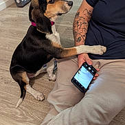 Nala a rejoint le concours — aidez-le/la à gagner de superbes lots ! dog, paw, person, tattoo, smartphone, floor, wood_floor, seated, indoor, collar, black_fur, brown_fur, white_fur, animal, pet, human_arm, casual_clothing, technology, interaction, curiosity