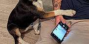 Nala a rejoint le concours — aidez-le/la à gagner de superbes lots ! animal, black_fur, brown_fur, casual_clothing, collar, curiosity, dog, floor, human_arm, indoor, interaction, paw, person, pet, seated, smartphone, tattoo, technology, white_fur, wood_floor