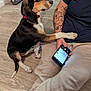 dog, paw, person, tattoo, smartphone, floor, wood_floor, seated, indoor, collar, black_fur, brown_fur, white_fur, animal, pet, human_arm, casual_clothing, technology, interaction, curiosity