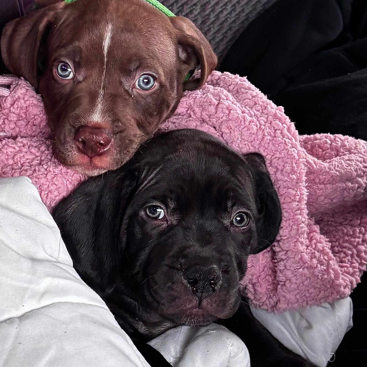 Bruno And Butkus is registered to the contest to win money with this photo: animal, black_dog, blanket, brown_dog, closeup, cozy, cute, dog, ears, eyes, fur, indoors, nose, pets, pink_blanket, puppy, resting, sleepy, snuggling, white_blanket