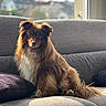 Nouba participe au concours pour gagner de l'argent avec cette photo : animal, brown_fur, couch, cute, dog, fluffy, focused, home, indoors, living_room, long_hair, natural_light, pet, portrait, puppy, sitting, sofa, sunlight, white_chest, window