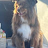 Nouba participe au concours pour gagner de l'argent avec cette photo : animal, brown_dog, canine, car, dog, fluffy, happy, interior, juice_carton, long_hair, pet, portrait, puppy, road_trip, sitting, sunlight, travel, vehicle, warm_lighting, white_chest