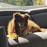 Nouba participe au concours pour gagner de l'argent avec cette photo : adorable, animal, brown_fur, canine, couch, dog, fluffy, furniture, golden_light, home, indoor, long_hair, lying_down, pet, portrait, relaxed, shadows, sofa, sunlight, window