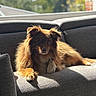 adorable, animal, brown_fur, canine, couch, dog, fluffy, furniture, golden_light, home, indoor, long_hair, lying_down, pet, portrait, relaxed, shadows, sofa, sunlight, window
