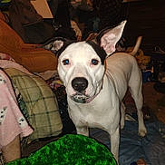 Fatboy is registered to the contest to win money with this photo: dog, white_dog, black_markings, pet, indoor, cluttered_room, blankets, pillows, fabric, collar, alert, standing, ears_up, looking_at_camera, household_items, carpet, toy, furniture, messy, domestic