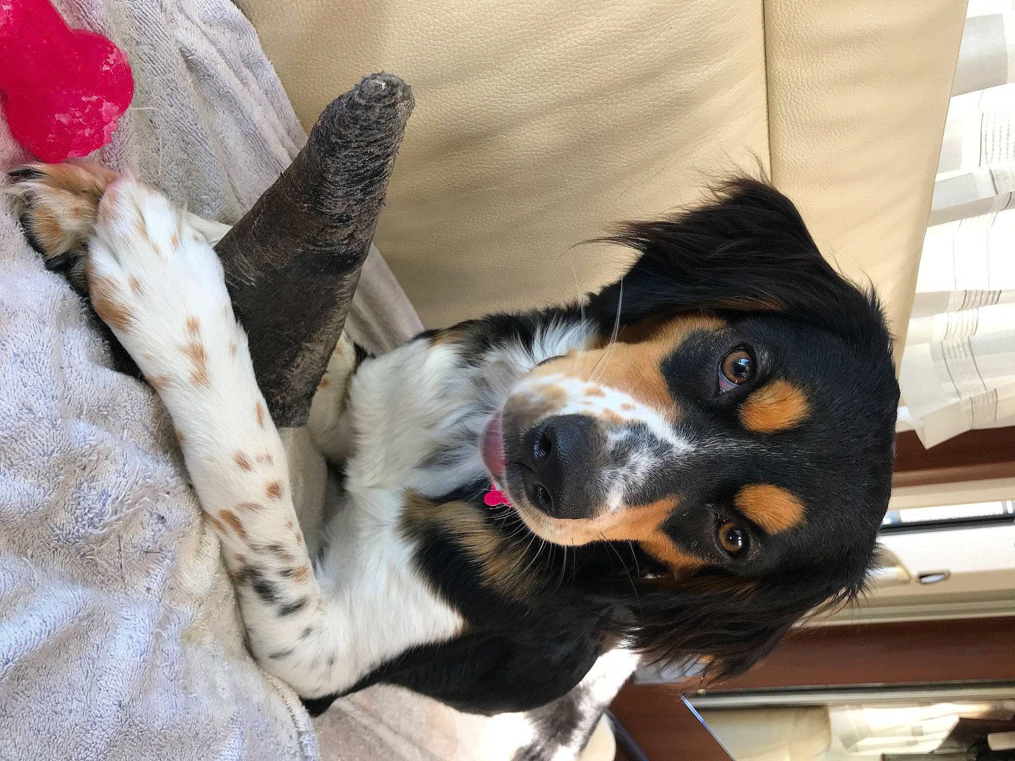 Tayka participe au concours pour gagner de l'argent avec cette photo : bernese_mountain_dog, canidae, carnivore, collar, companion_dog, dog, dog_breed, dog_collar, dog_supply, fashion_accessory, fur, giant_dog_breed, herding_dog, paw, puppy, snout, sporting_group, whiskers, working_animal, working_dog