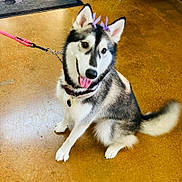 Beauty is registered to the contest to win money with this photo: dog, husky, canine, pet, leash, collar, indoor, floor, brown_floor, happy, tongue_out, ears_up, sitting, fur, tail, playful, decoration, purple, animal, cute