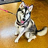 dog, husky, canine, pet, leash, collar, indoor, floor, brown_floor, happy, tongue_out, ears_up, sitting, fur, tail, playful, decoration, purple, animal, cute