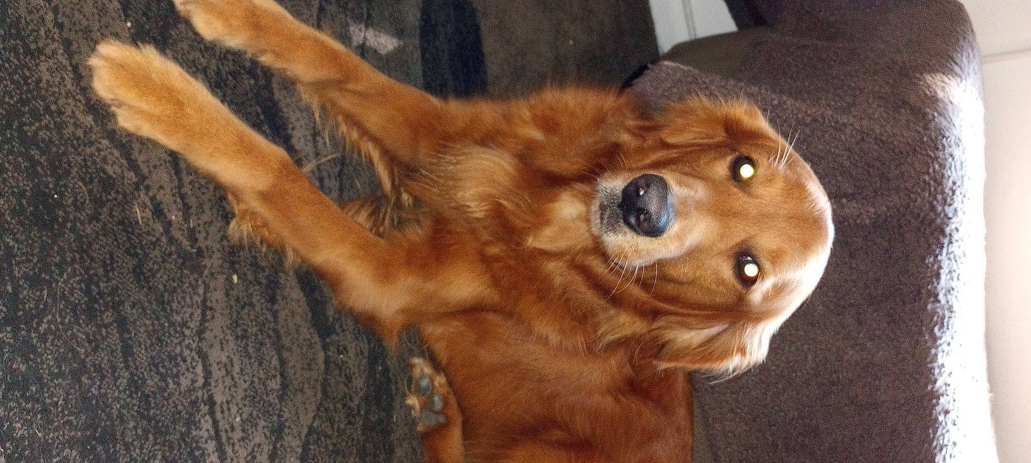 Okie is registered to the contest to win money with this photo: canidae, carnivore, companion_dog, dog, dog_breed, ear, fawn, fur, liver, paw, retriever, snout, sporting_group, terrestrial_animal, whiskers, wood, working_animal