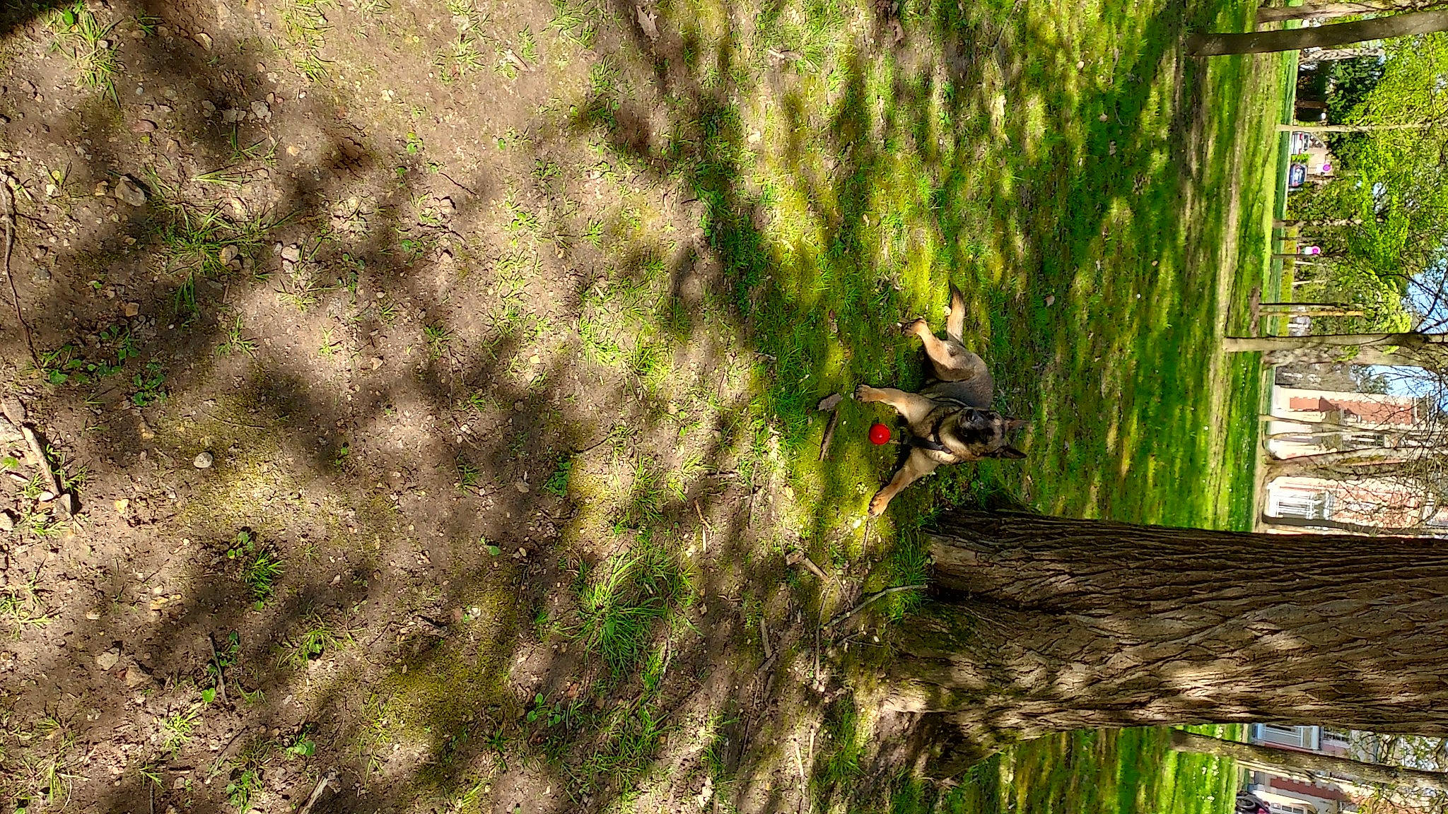 Sandy a rejoint le concours — aidez-le/la à gagner de superbes lots ! beak, ecoregion, forest, grass, landscape, northern_hardwood_forest, plant, plant_stem, soil, squirrel, sunlight, tail, terrestrial_plant, tree, trunk, twig, vegetation, wildlife, wood, woodland