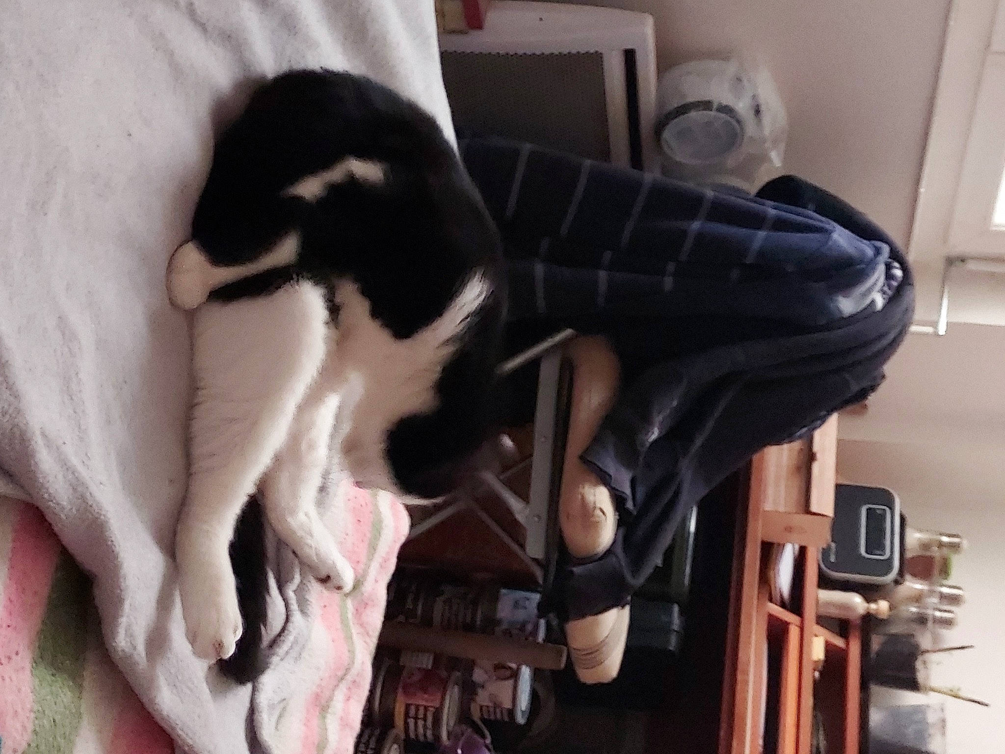 Gwada Et Gandja participe au concours pour gagner de l'argent avec cette photo : canidae, carnivore, chair, comfort, companion_dog, dog, dog_breed, dress, felidae, fur, human_leg, knee, leg, room, small_to_medium_sized_cats, sporting_group, suit, tail, thigh, whiskers