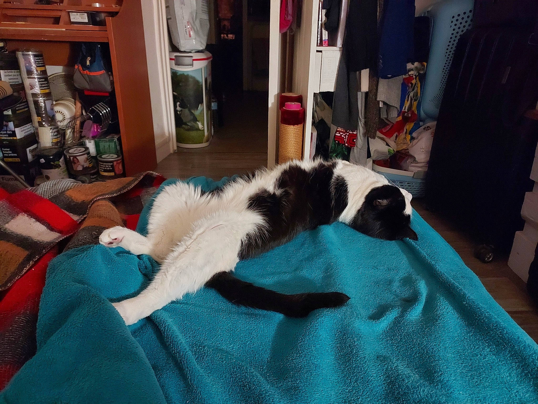 Gwada Et Gandja participe au concours pour gagner de l'argent avec cette photo : canidae, carnivore, carpet, cat, chair, comfort, companion_dog, dog_breed, felidae, flooring, fur, linens, nap, room, shelf, shelving, small_to_medium_sized_cats, sporting_group, tail, textile